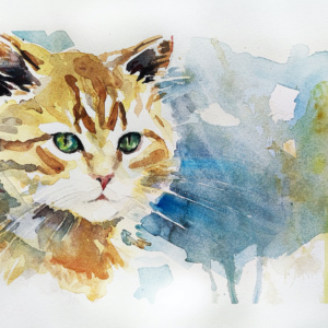 gatto rosso