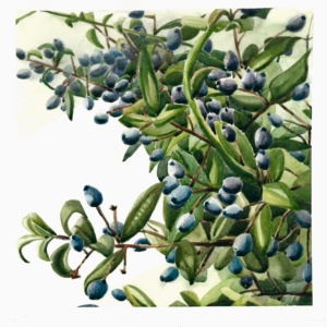 mirto
