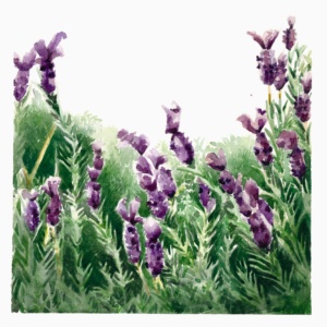 lavanda